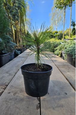 Сосна Гельдрейха Минт Траффл (Mint Truffle)