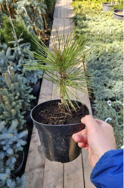 Сосна Гельдрейха Минт Траффл (Mint Truffle)