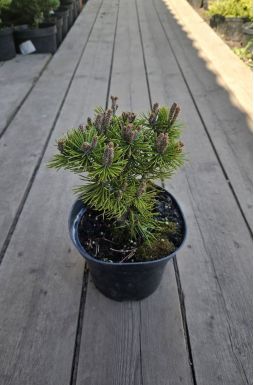 Сосна горная Грюне Кугель (Grune Kugel)