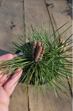 Сосна черная Оттос Компакт (Ottos Compact)