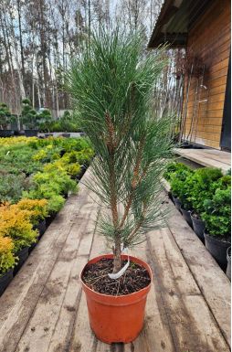 Сосна черная Грин Рокет (Green Rocket)