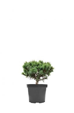 Сосна горная Мопс (Mops)