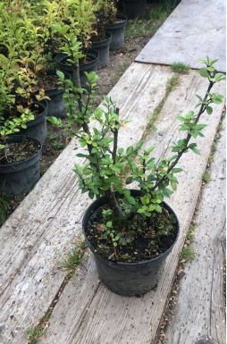 Кизильник пузырчатый