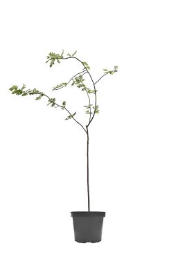 Рябина обыкновенная Пендула (Pendula)