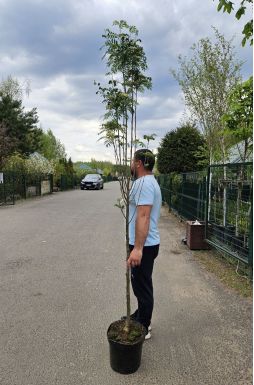 Рябина обыкновенная Отем Спайр (Autumn Spire)