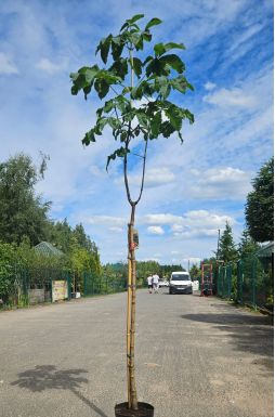 Каштан конский розовый Бриотти (Briottii)