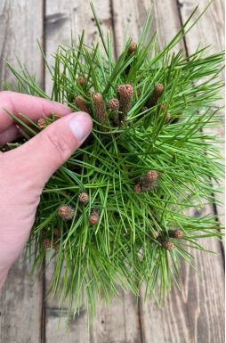 Сосна густоцветковая Джейн Клуис (Jane Kluis)