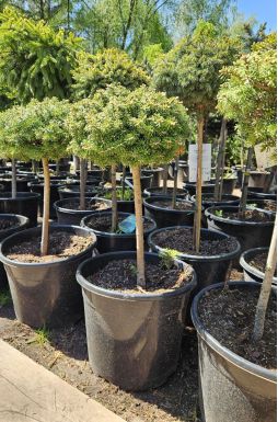 Пихта корейская Кристалкюгел на штамбе (Kristallkugel Ра)