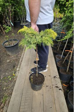 Можжевельник средний Голд Стар на штамбе (Gold star Pa)