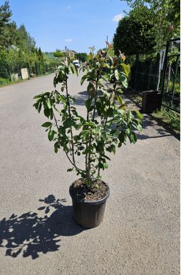 Яблоня Ред Харт (Red Heart)