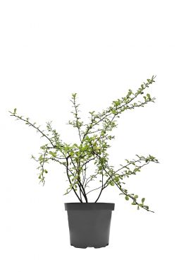 Айва японская в ассортименте