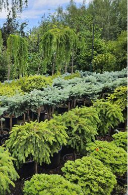 Ель колючая Глаука Глобоза на штамбе (Glauca globosa Pa)