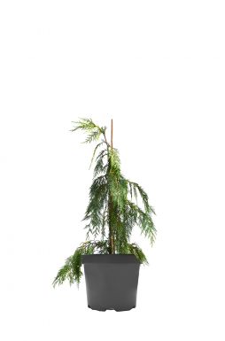 Кипарисовик нутканский Пендула (Pendula)