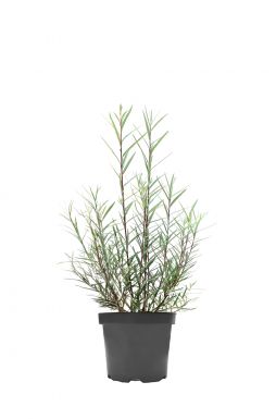 Ива лоховидная Ангустифолия (Angustifolia)